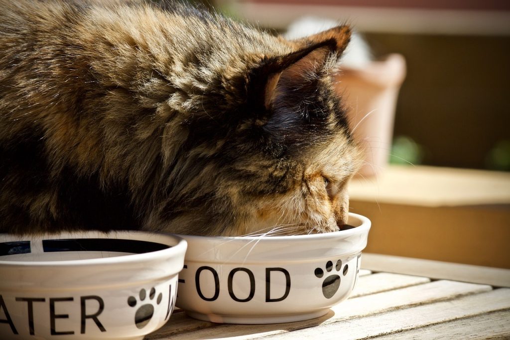 Donner des croquettes à son chat, mais à quelle fréquence ?