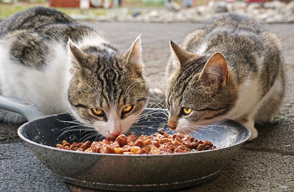Quelle quantité de nourriture offrir à son chat?